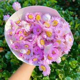 Captured Beauty Dried Flower Bunch (Style: Pink Daisy)